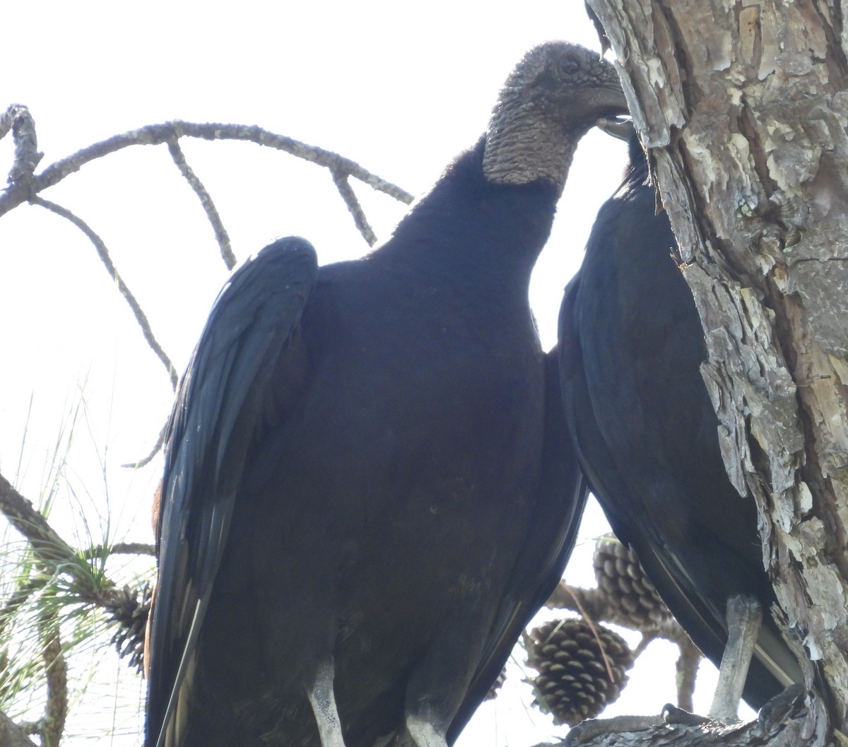 Black Vulture - Debbie Segal