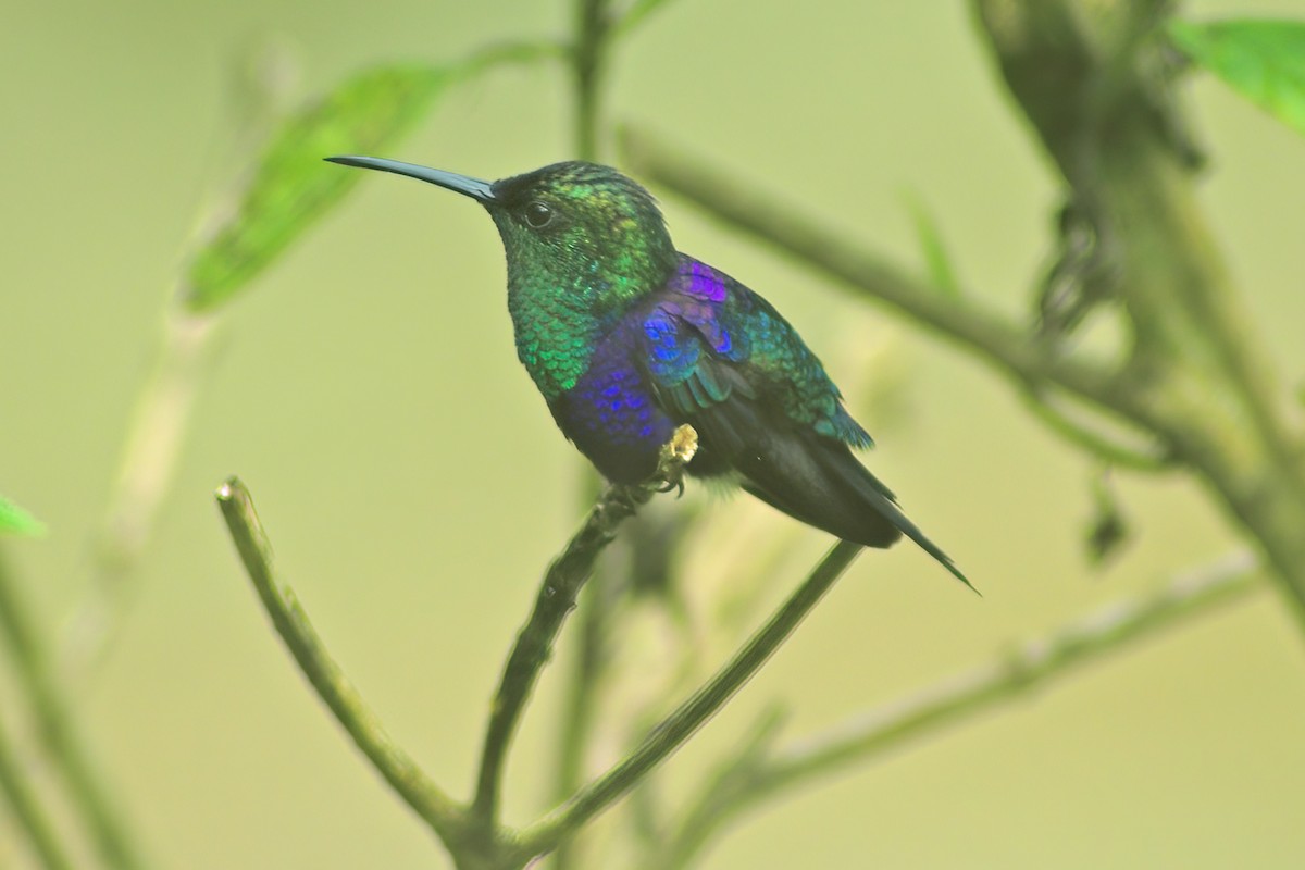 kolibřík vidloocasý - ML615076921
