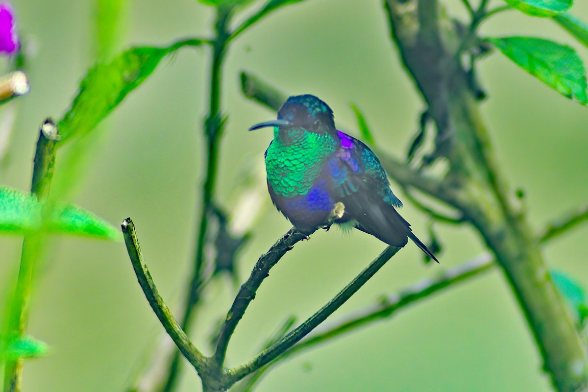 kolibřík vidloocasý - ML615076922