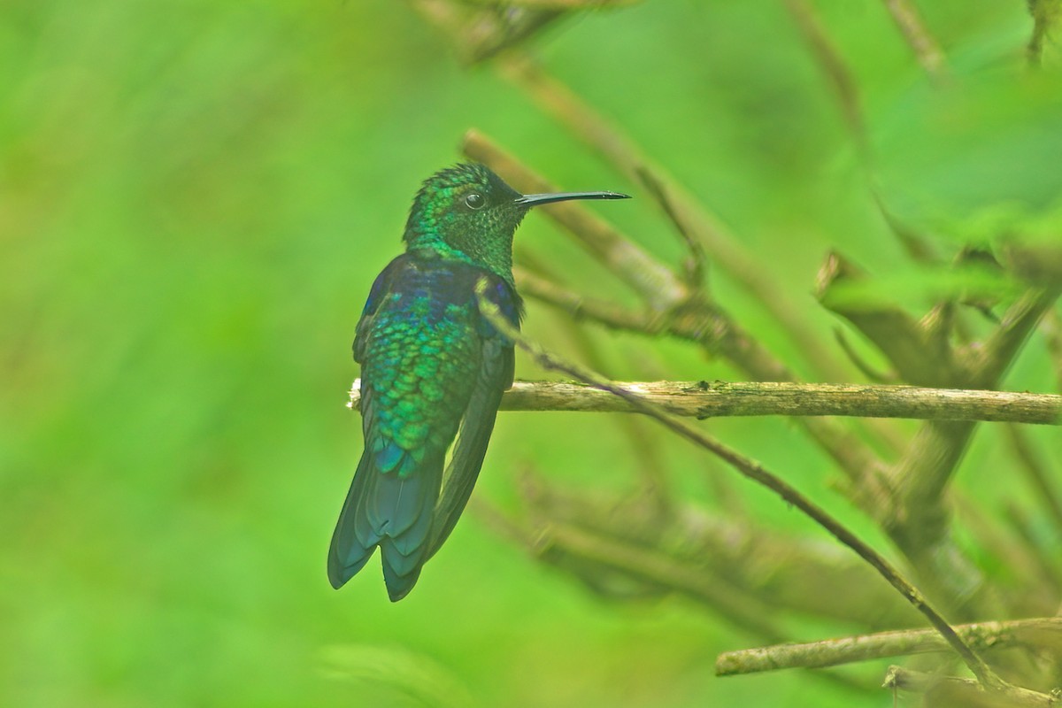 kolibřík vidloocasý - ML615076923