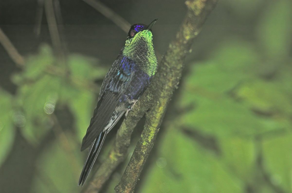 kolibřík vidloocasý - ML615076949