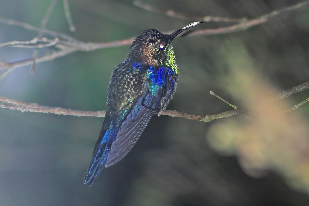 kolibřík vidloocasý - ML615076950
