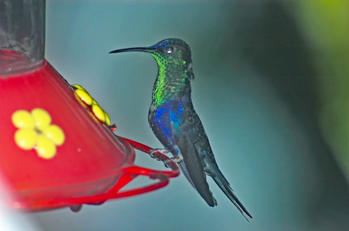 kolibřík vidloocasý - ML615076952