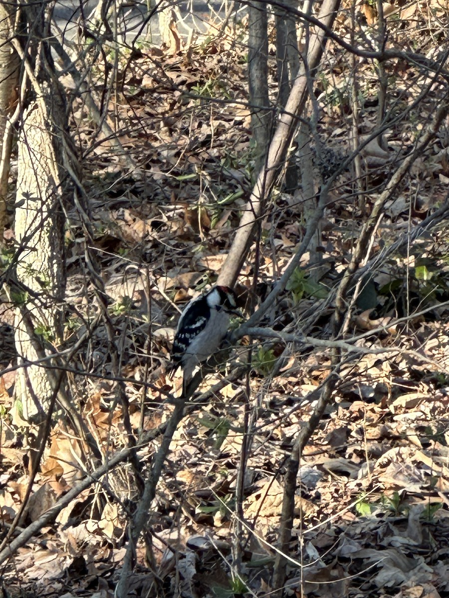 Downy Woodpecker - ML615076984