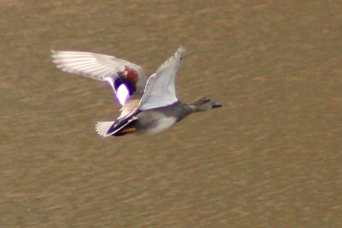 Gadwall - Kevin Markham