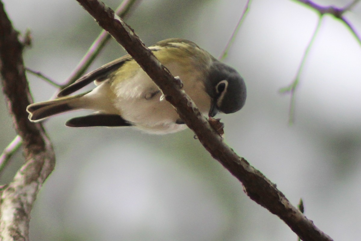 Blue-headed Vireo - Kevin Markham