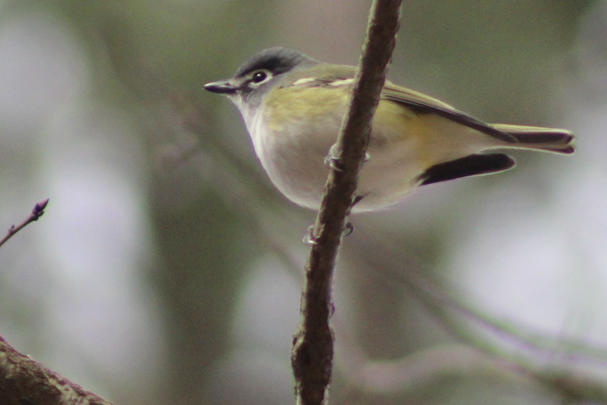 Blue-headed Vireo - Kevin Markham