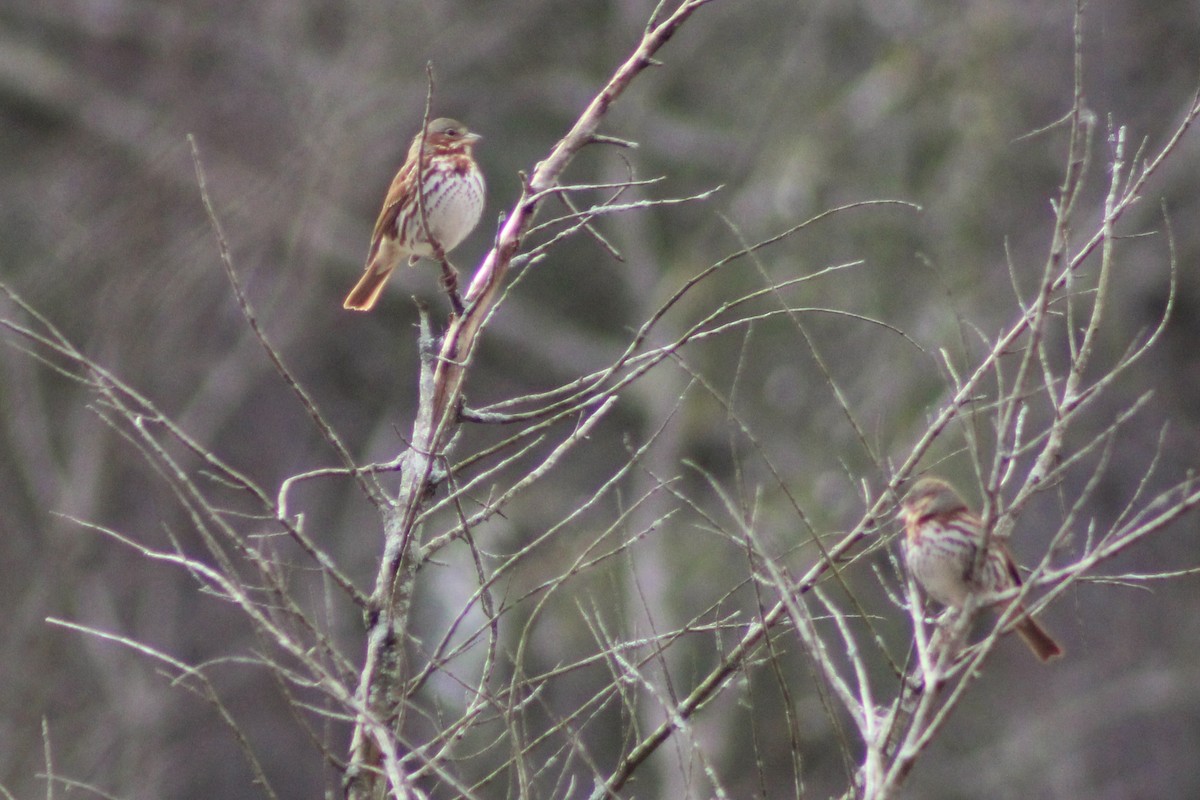 Fox Sparrow - Kevin Markham