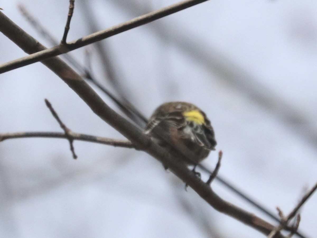 Yellow-rumped Warbler - ML615077110