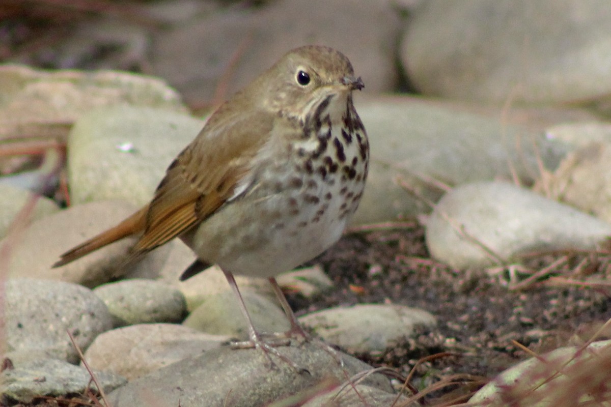 Hermit Thrush - ML615077202