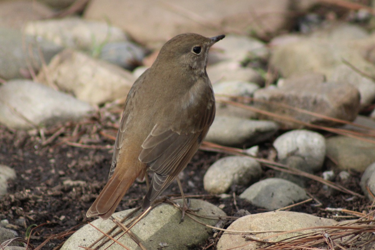 Hermit Thrush - ML615077204