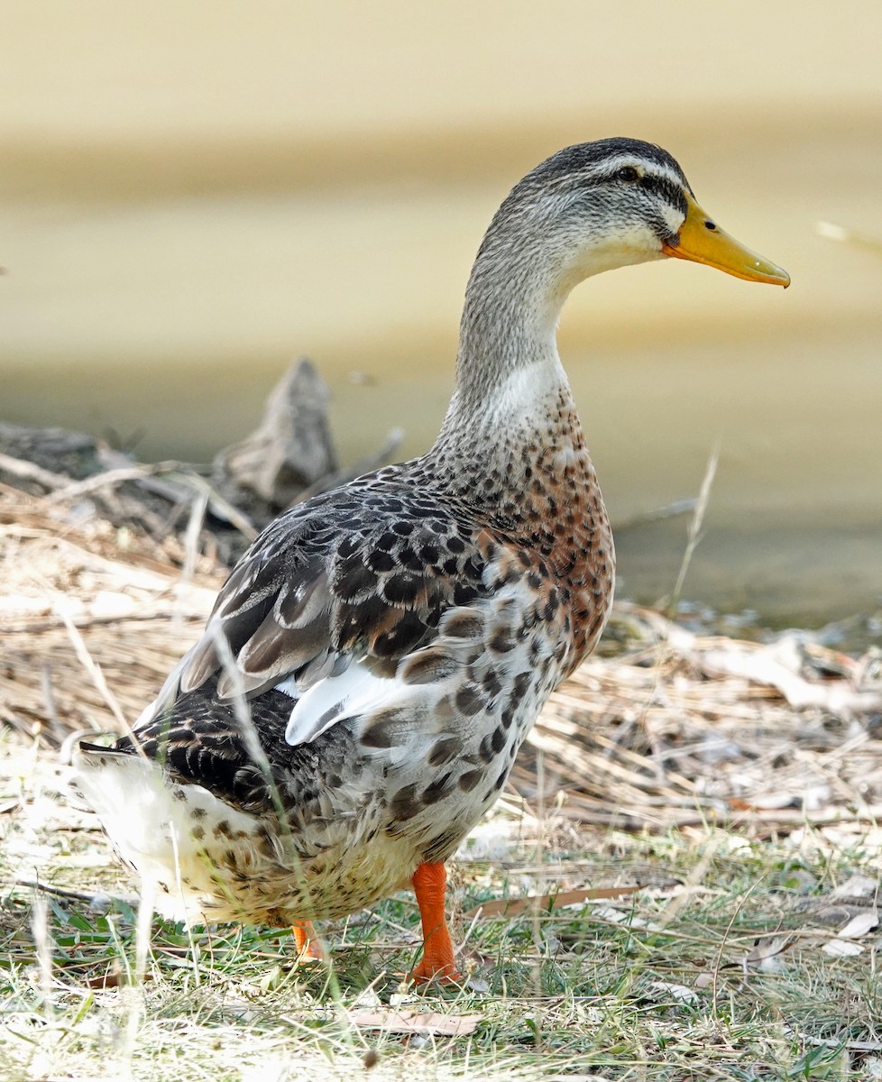 Mallard x Pacific Black Duck (hybrid) - ML615077205