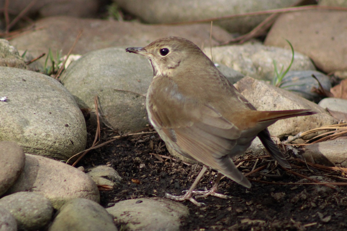 Hermit Thrush - ML615077207