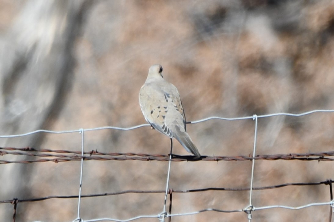 Mourning Dove - ML615077222