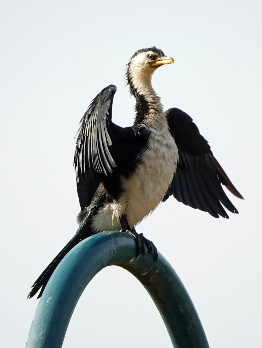 Little Pied Cormorant - ML615077226