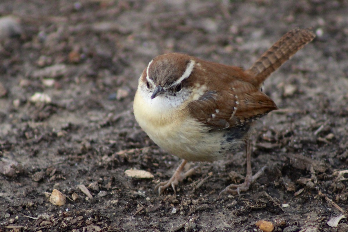 Carolina Wren - ML615077234