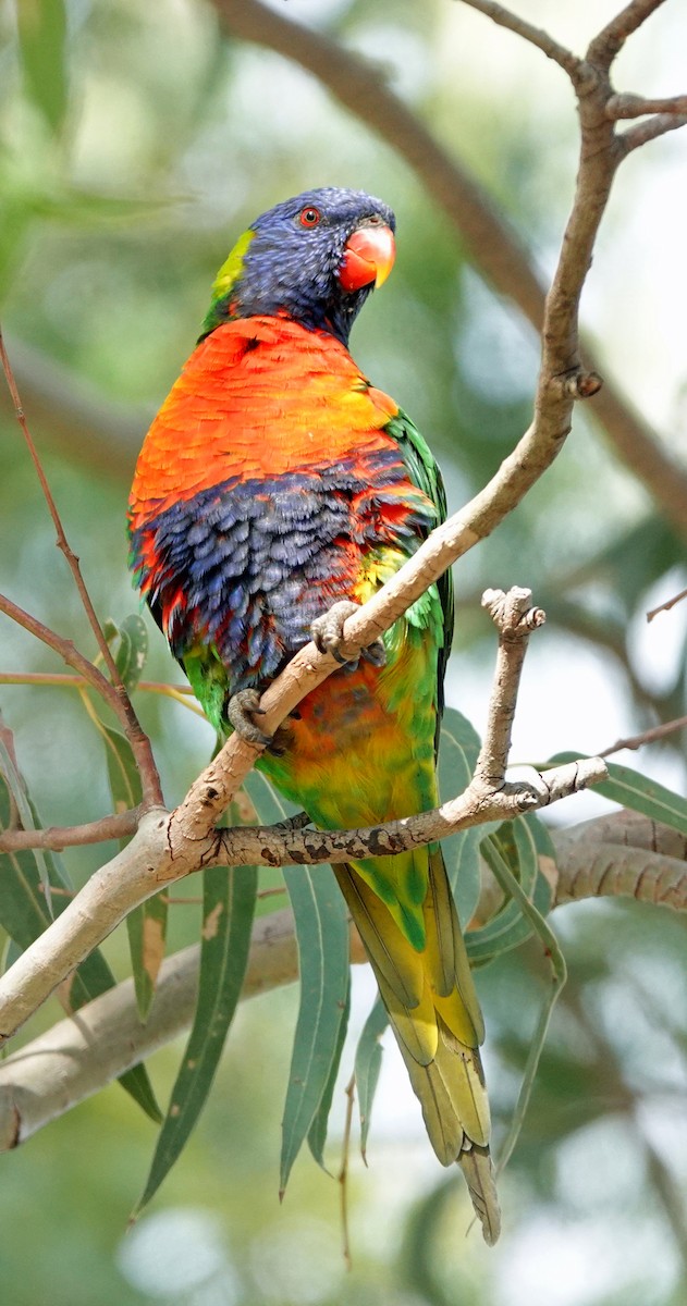 Rainbow Lorikeet - ML615077235