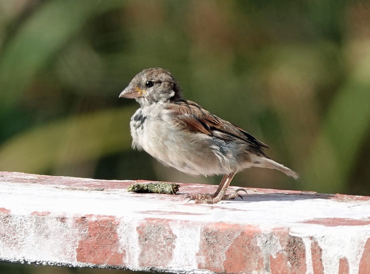 House Sparrow - ML615077281