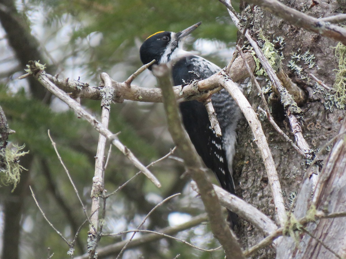 Black-backed Woodpecker - ML615077291