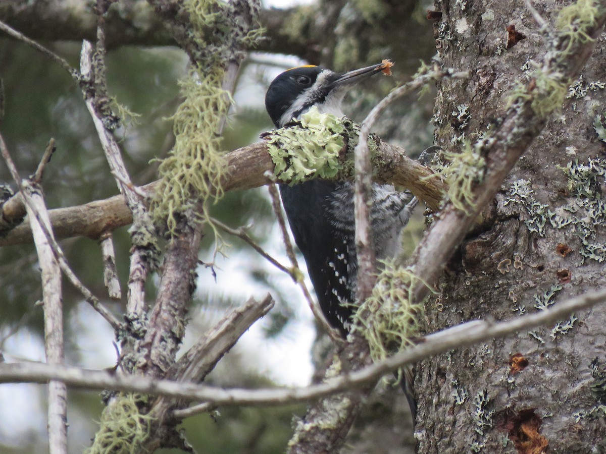 Black-backed Woodpecker - ML615077292