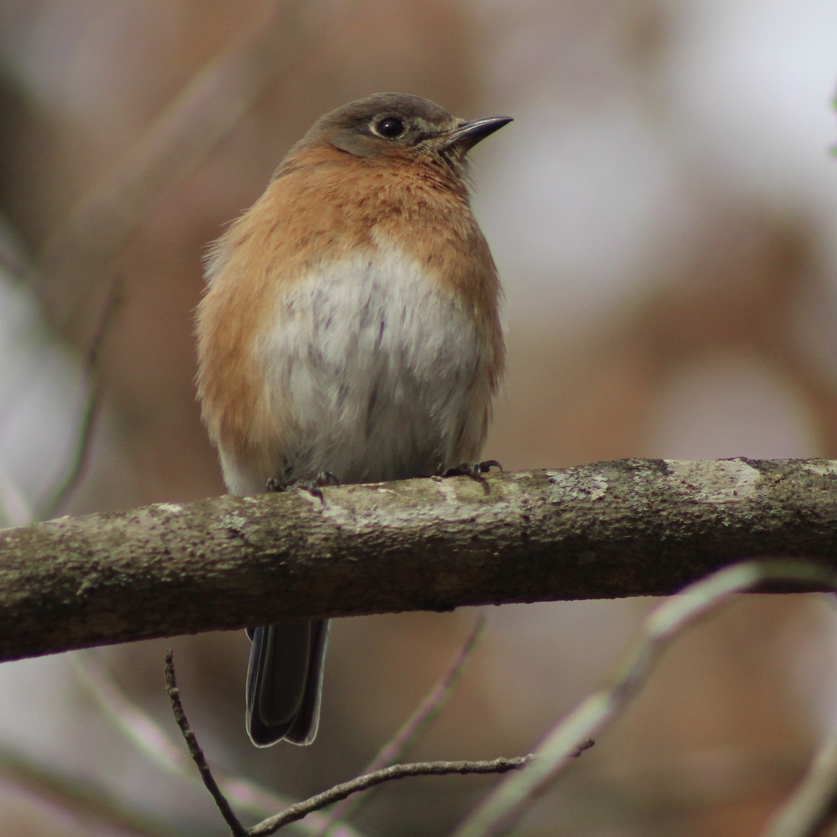 Eastern Bluebird - ML615077303