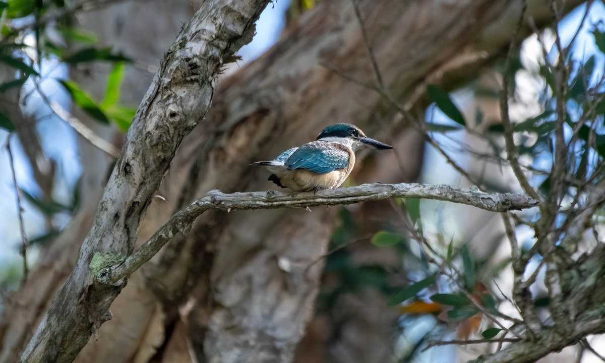 Sacred Kingfisher (Australasian) - ML615077373