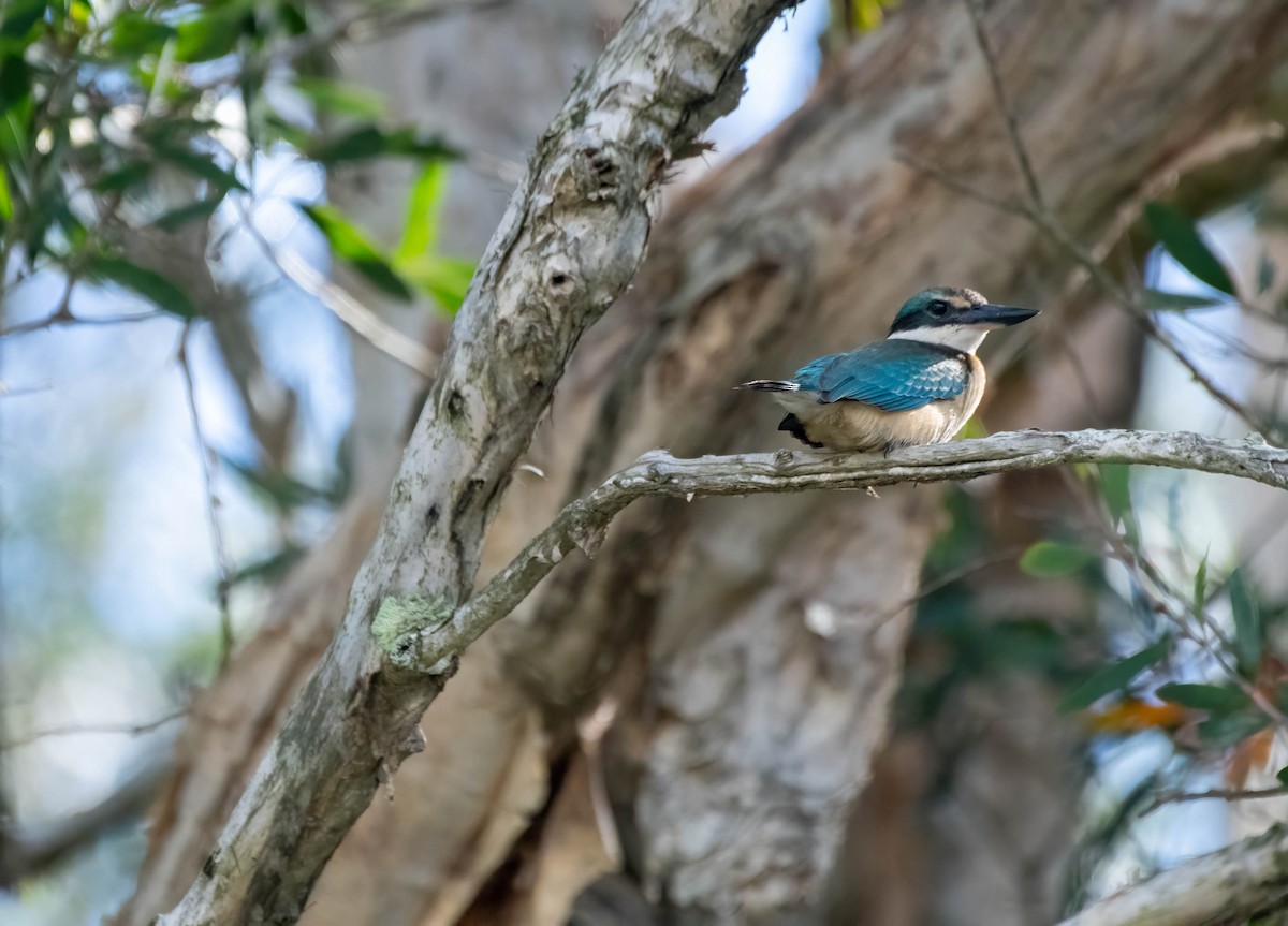Sacred Kingfisher (Australasian) - ML615077374