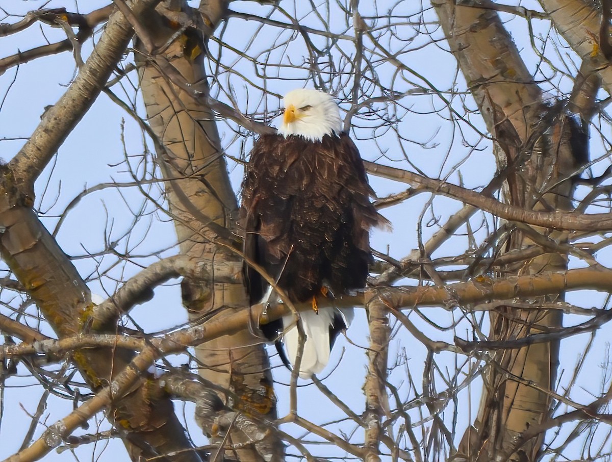 Weißkopf-Seeadler - ML615077394