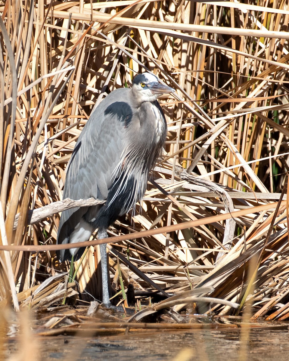 Great Blue Heron - ML615077470