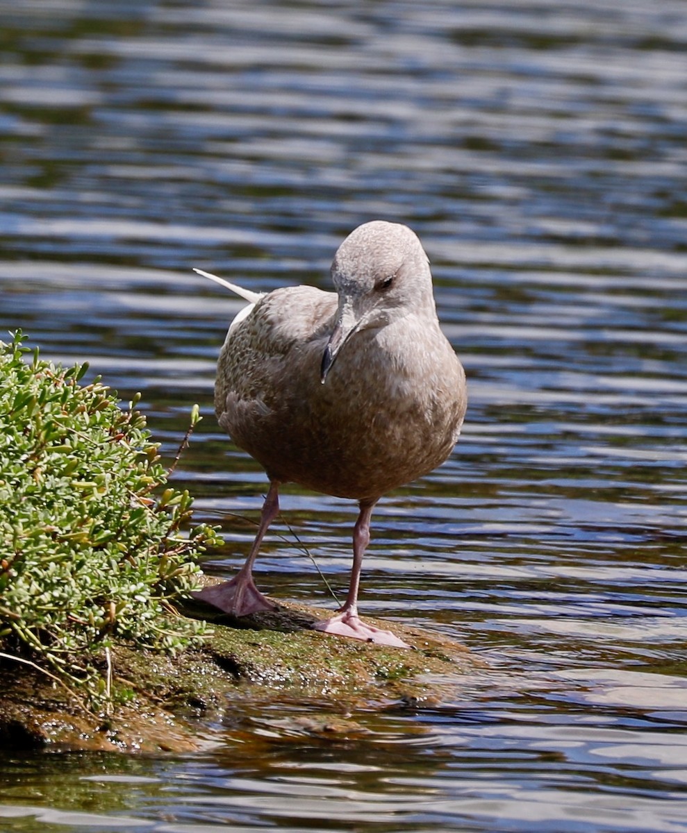 Glaucous x Glaucous-winged Gull (hybrid) - ML615077512