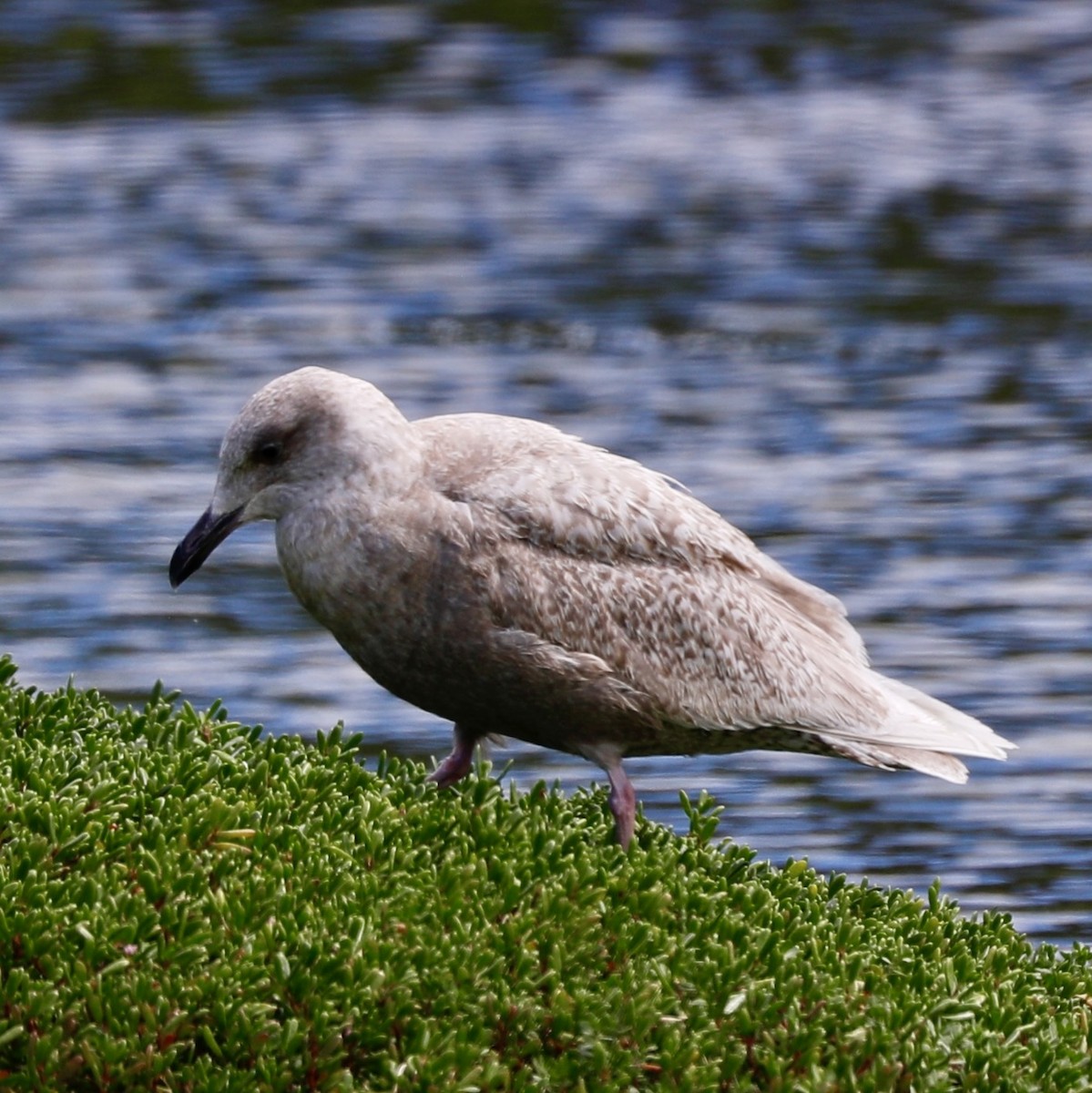 Glaucous x Glaucous-winged Gull (hybrid) - ML615077514