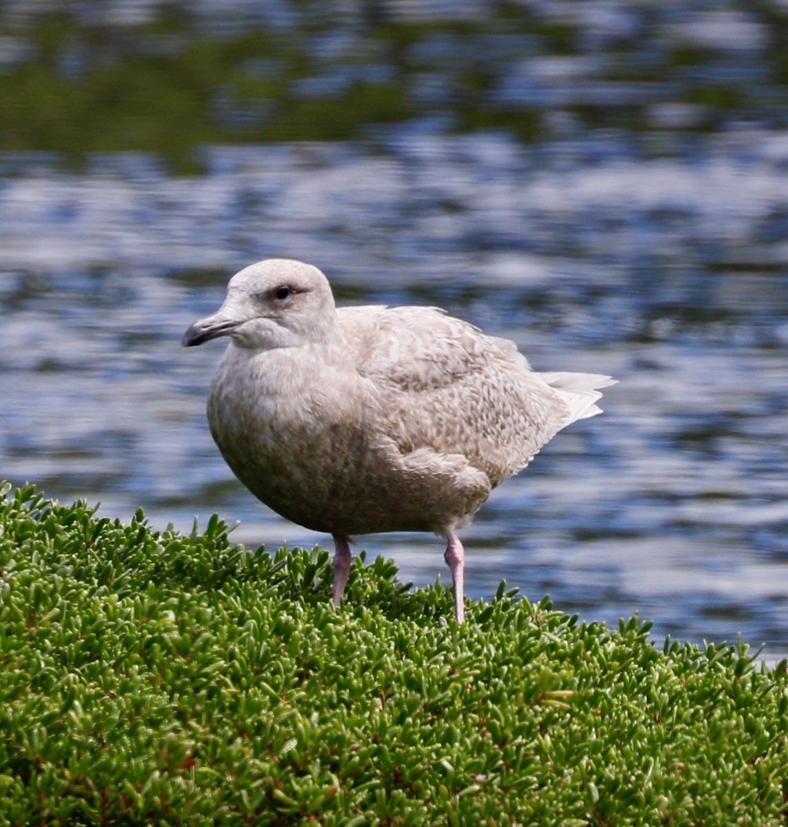 Glaucous x Glaucous-winged Gull (hybrid) - ML615077515