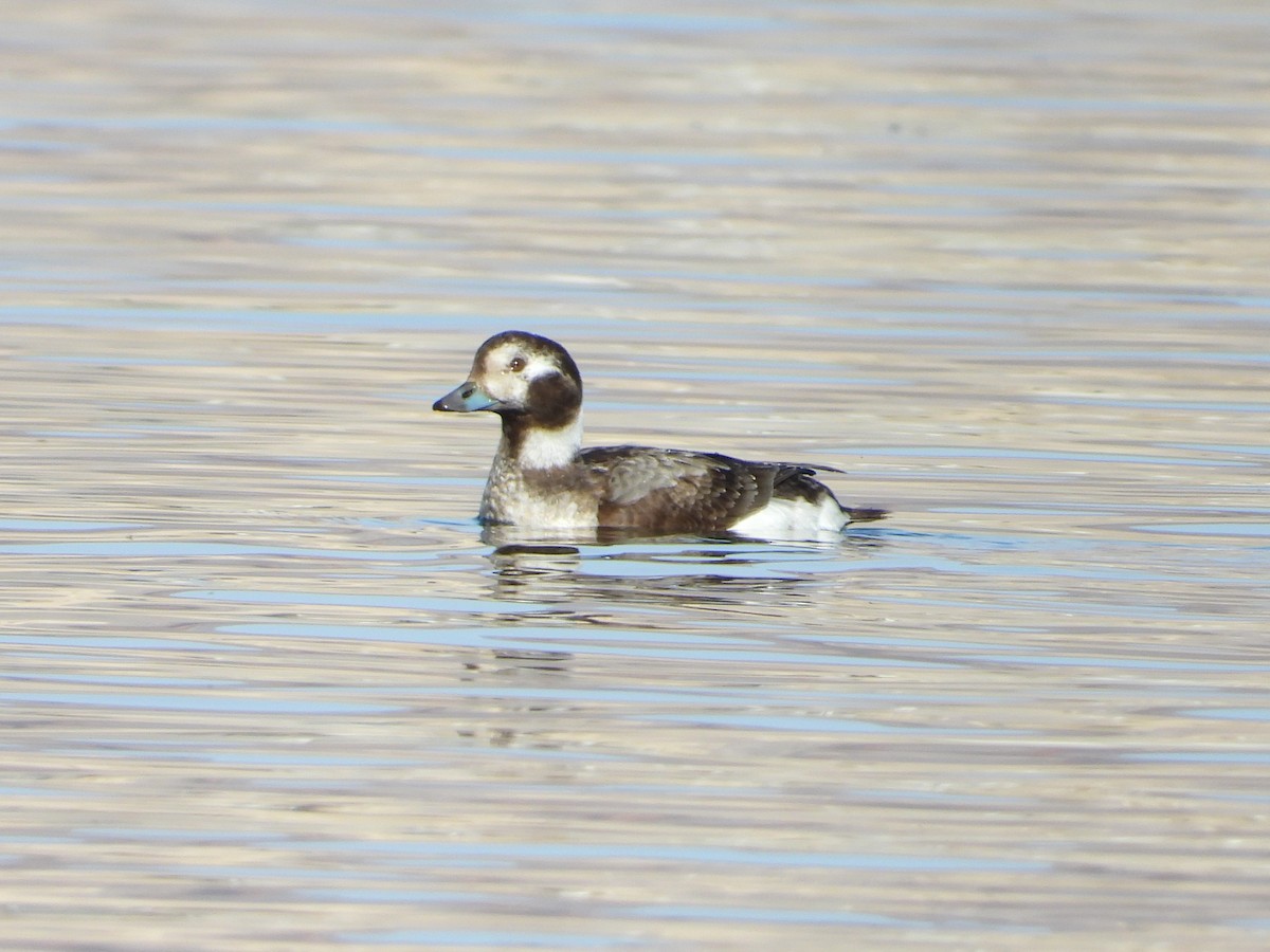 Long-tailed Duck - ML615077523