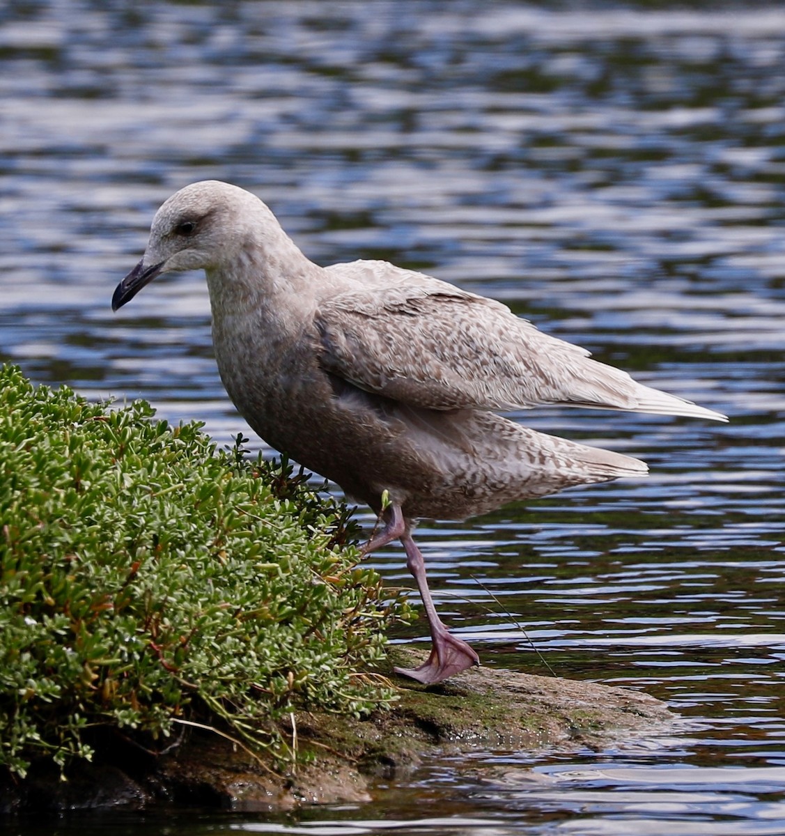 Glaucous x Glaucous-winged Gull (hybrid) - ML615077551