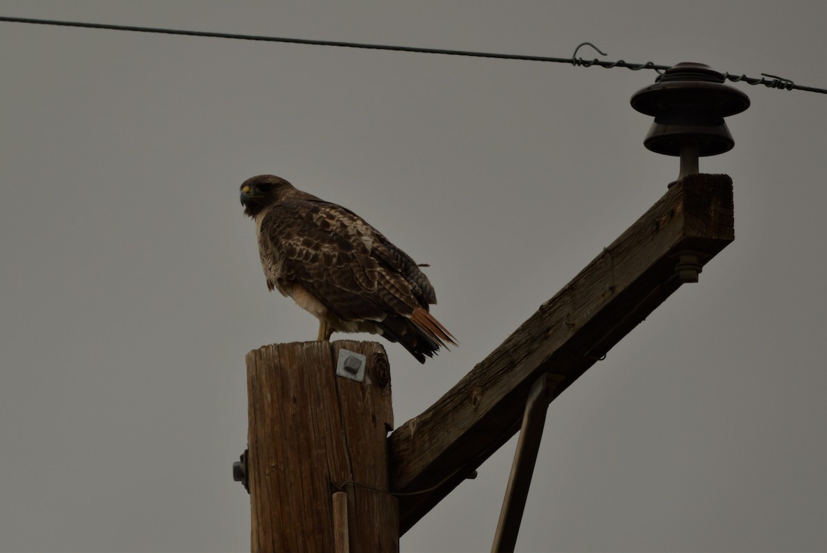 Red-tailed Hawk - ML615077558