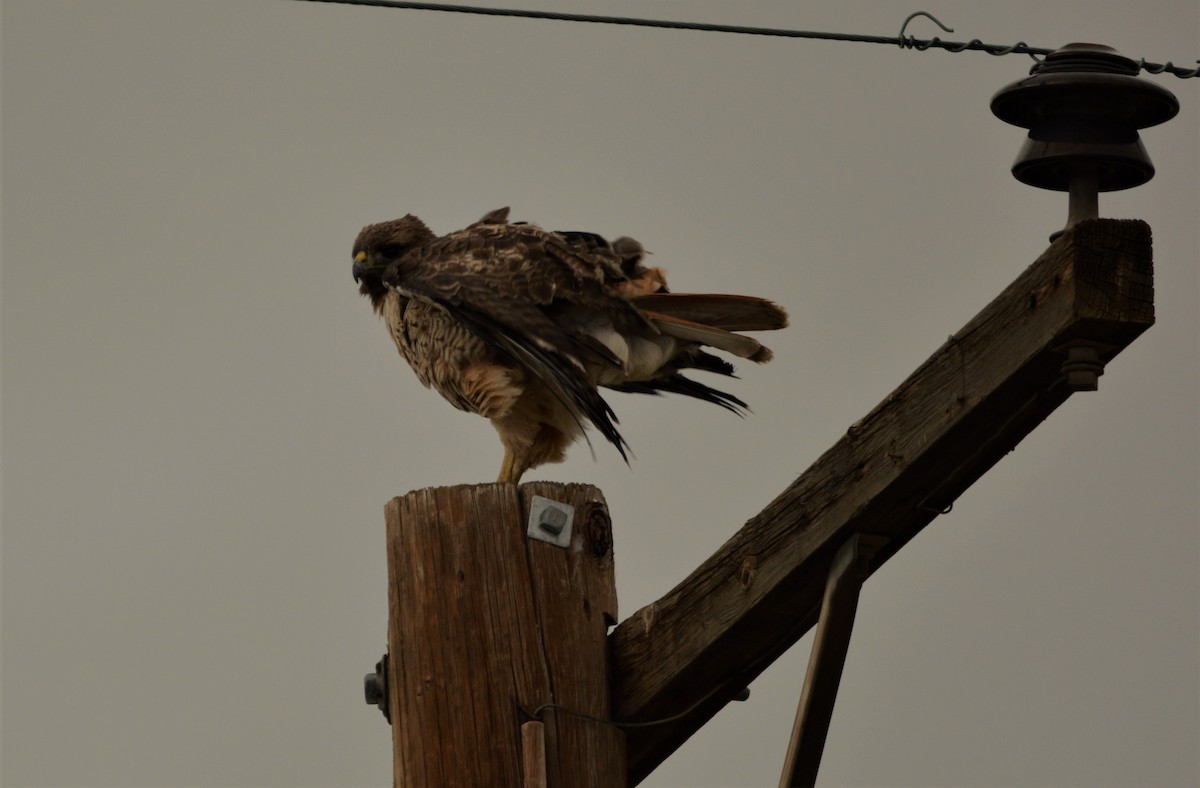 Red-tailed Hawk - ML615077559