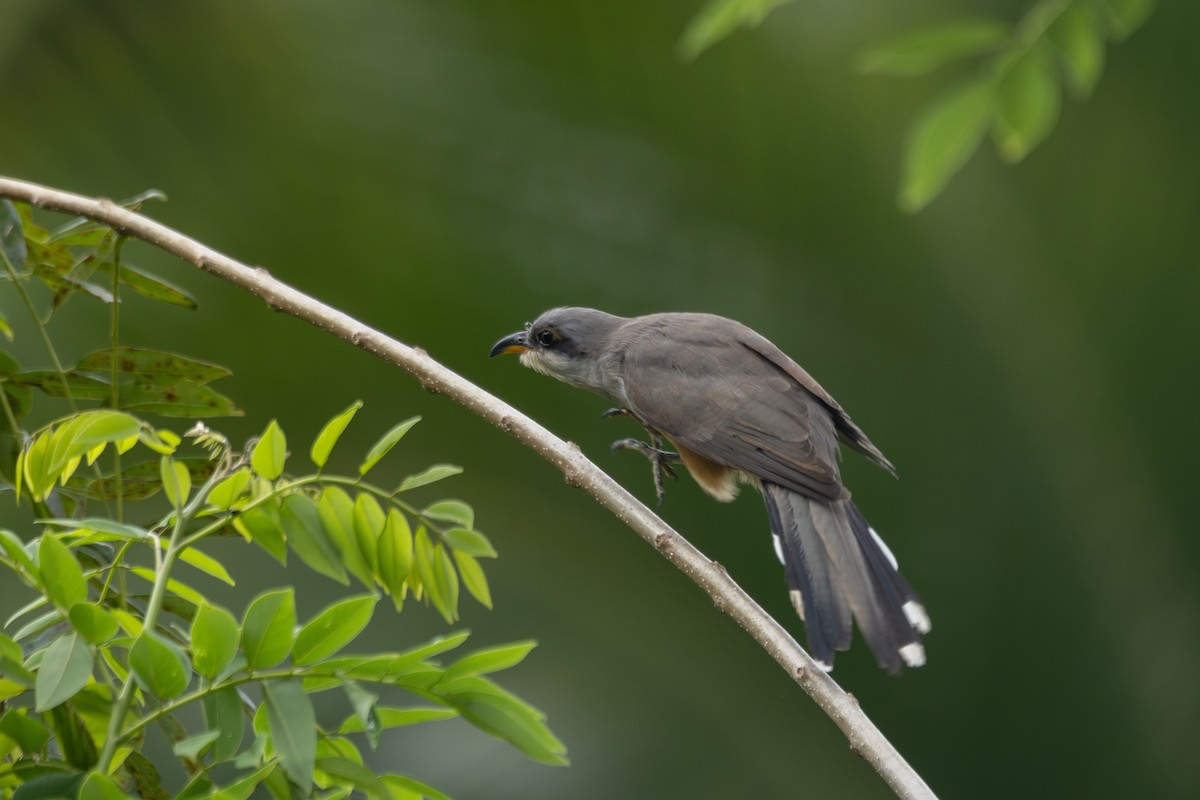 Mangrove Cuckoo - Lauren diBiccari