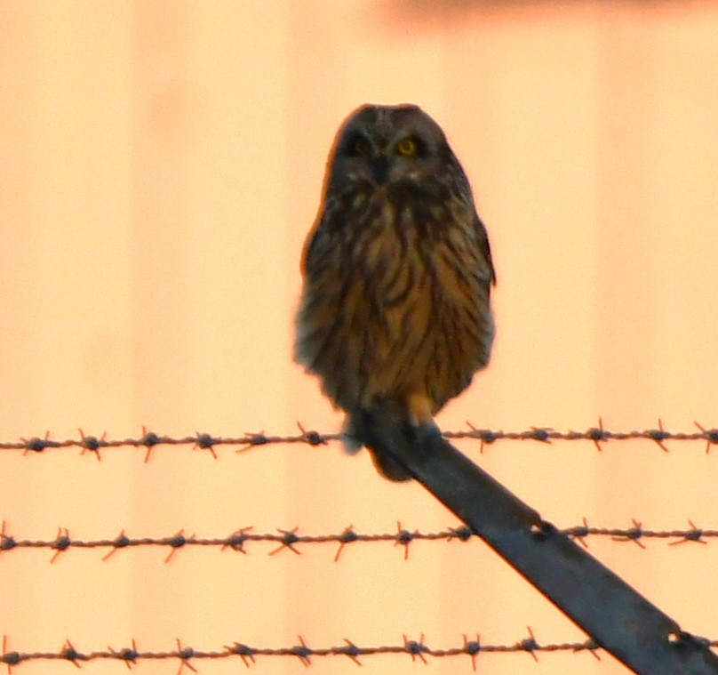 Short-eared Owl - ML615077626