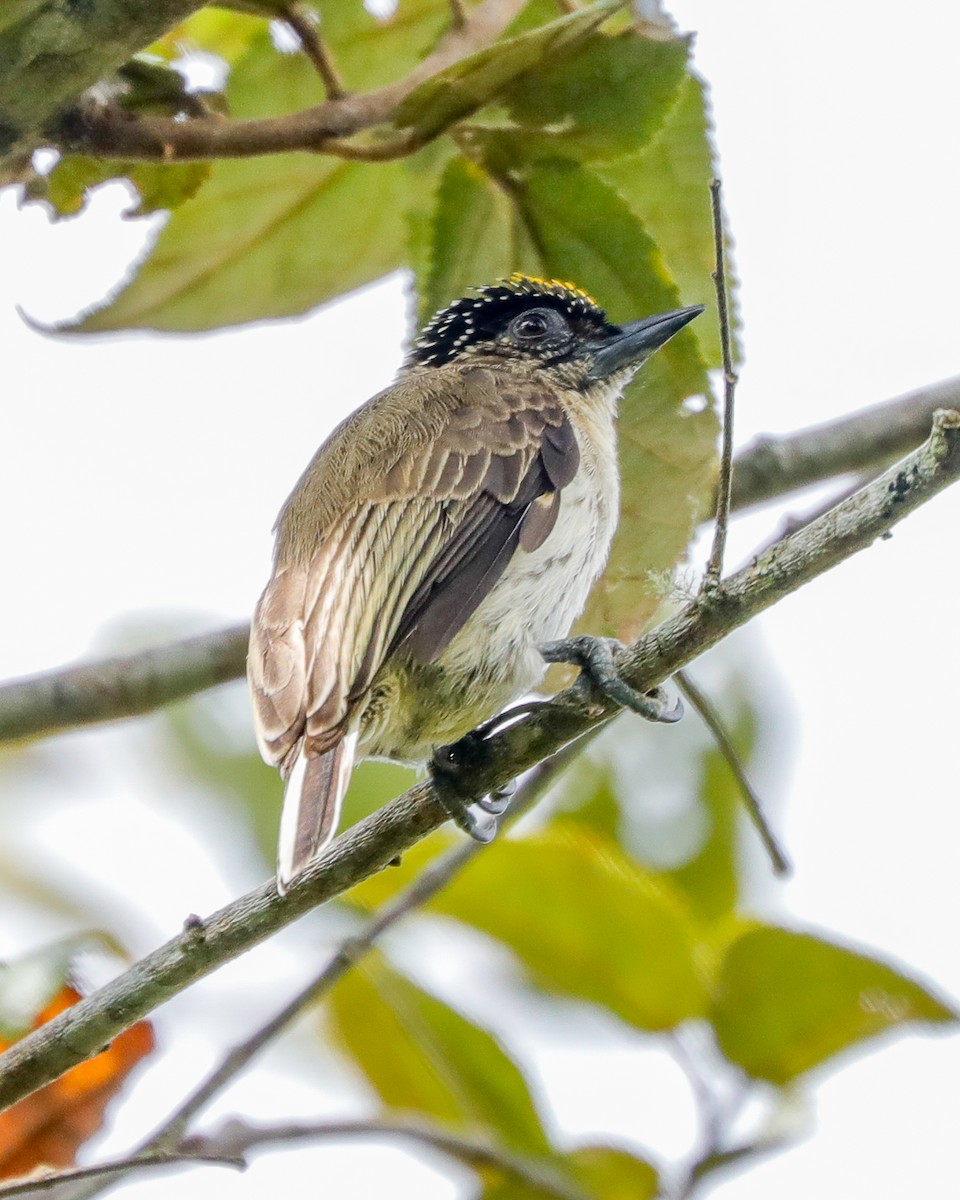 Grayish Piculet - ML615077640