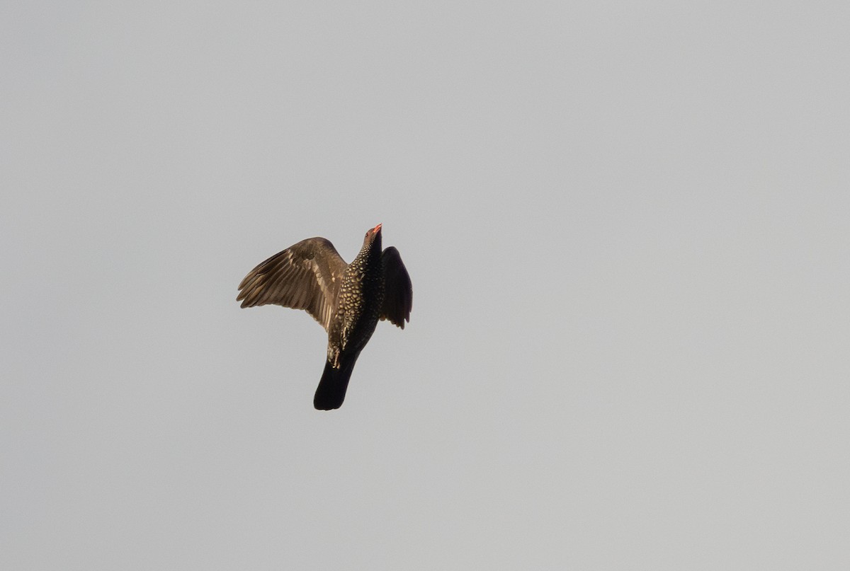 Scaled Pigeon - Jay McGowan