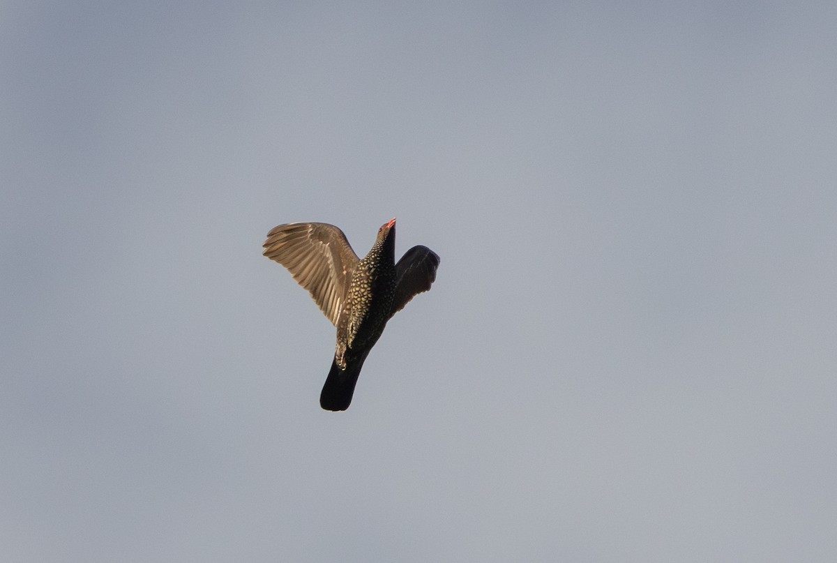 Scaled Pigeon - ML615077654