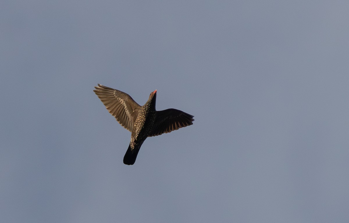 Pigeon ramiret - ML615077655