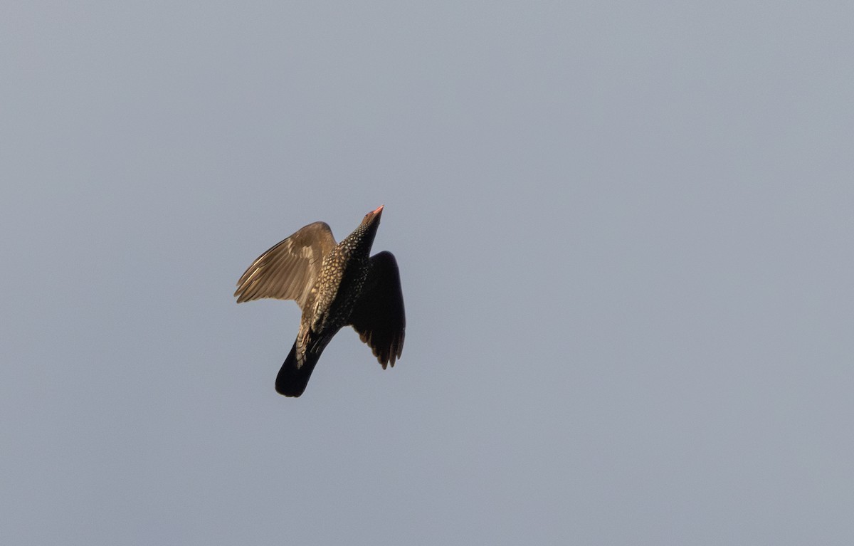 Scaled Pigeon - Jay McGowan