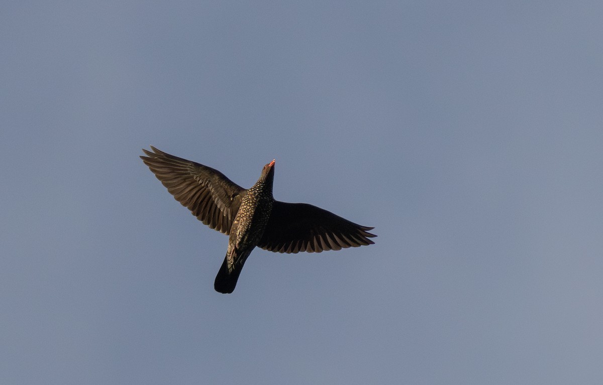 Scaled Pigeon - Jay McGowan