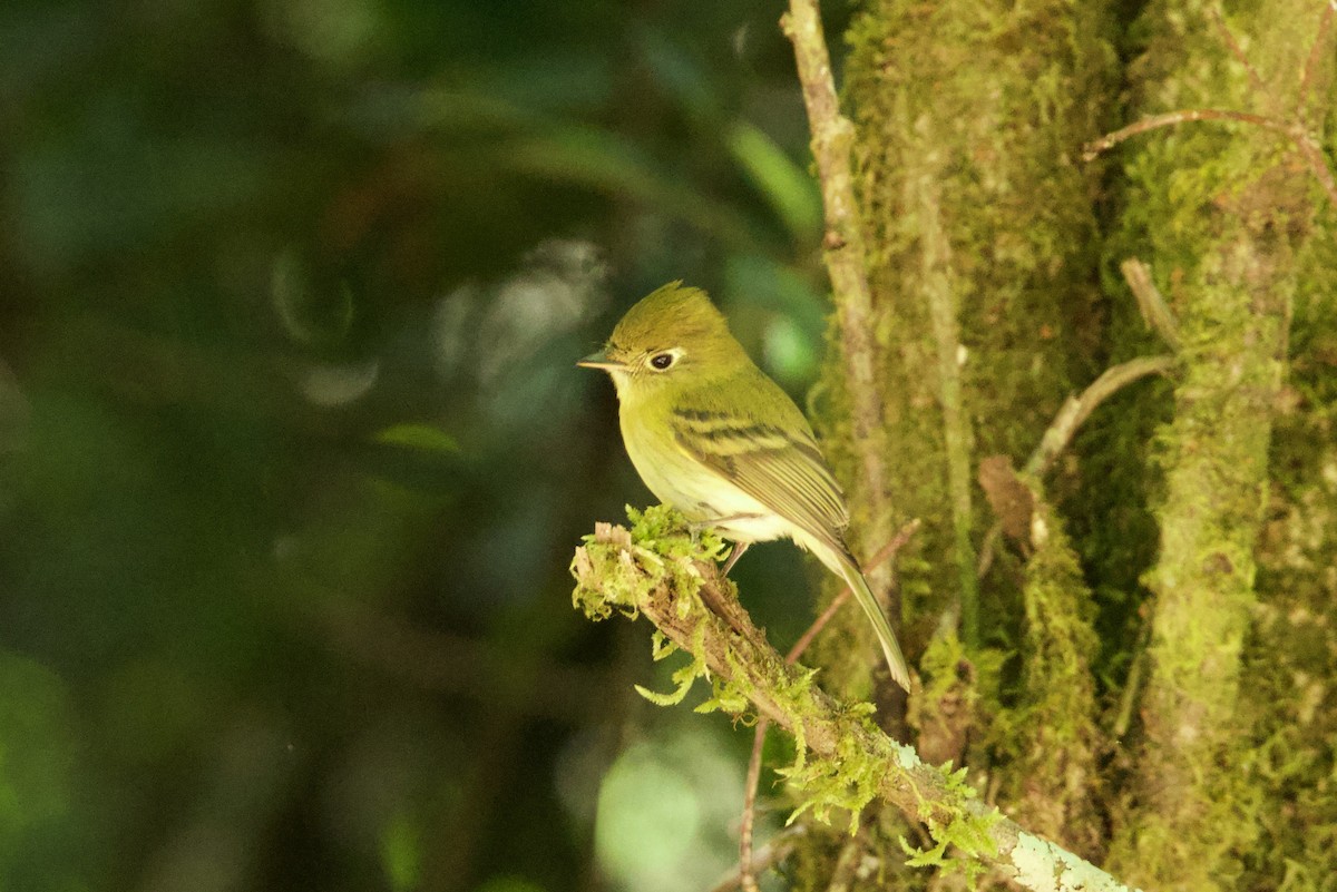 Yellowish Flycatcher - ML615077662