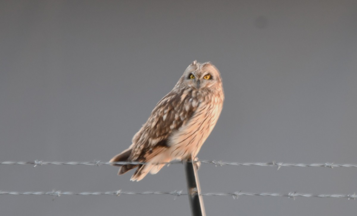 Short-eared Owl - ML615077680