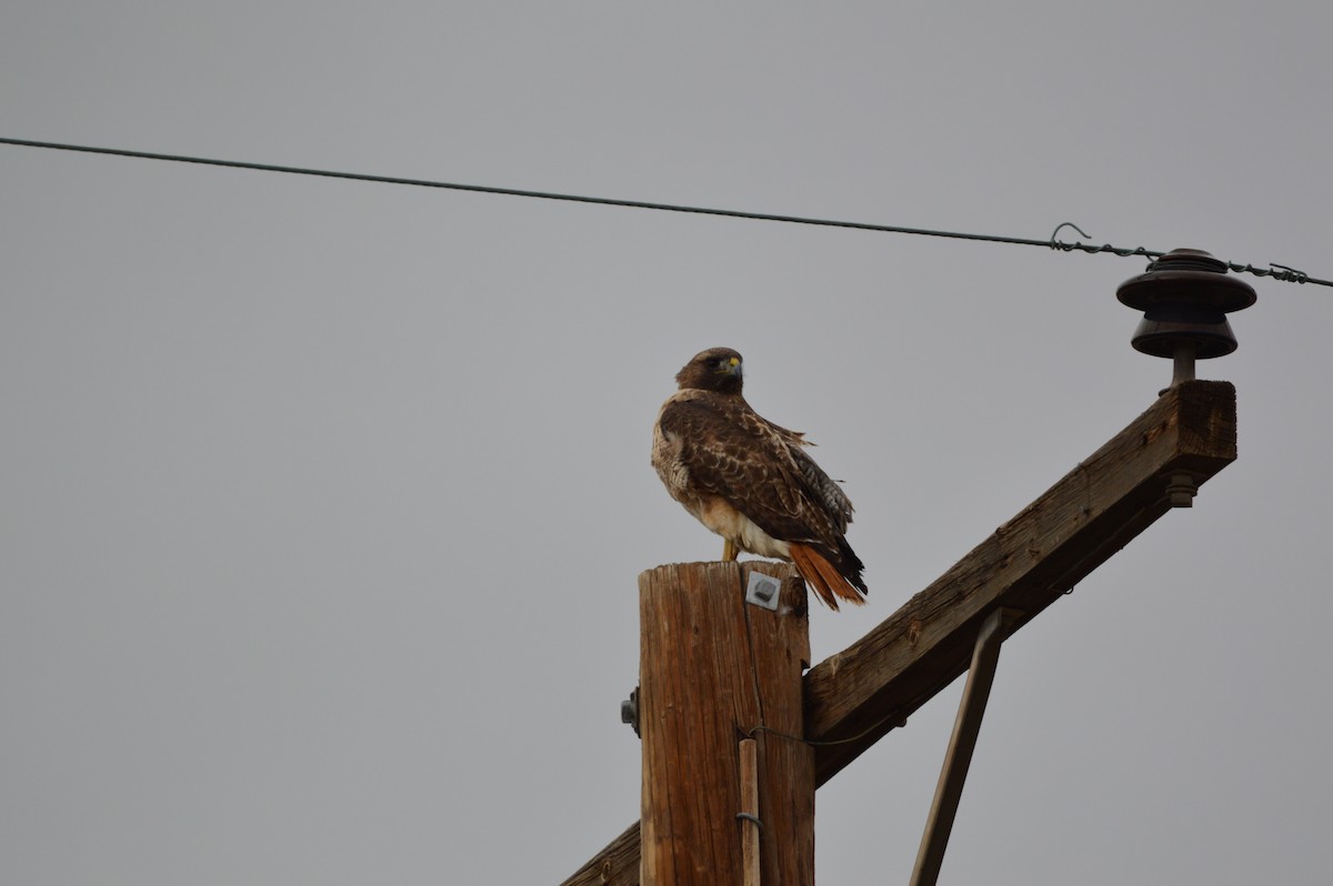 Red-tailed Hawk - ML615077686