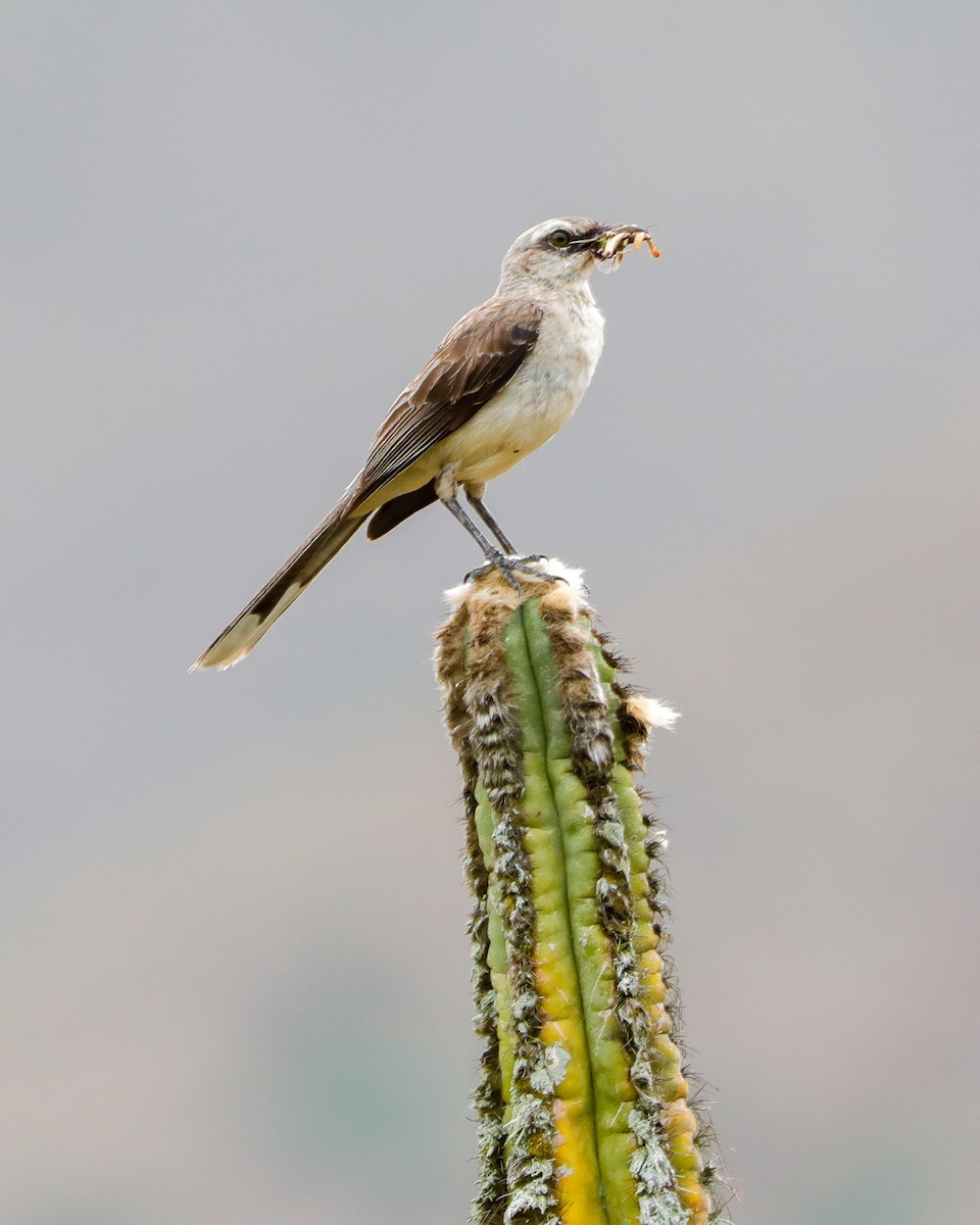 Tropical Mockingbird - ML615077731