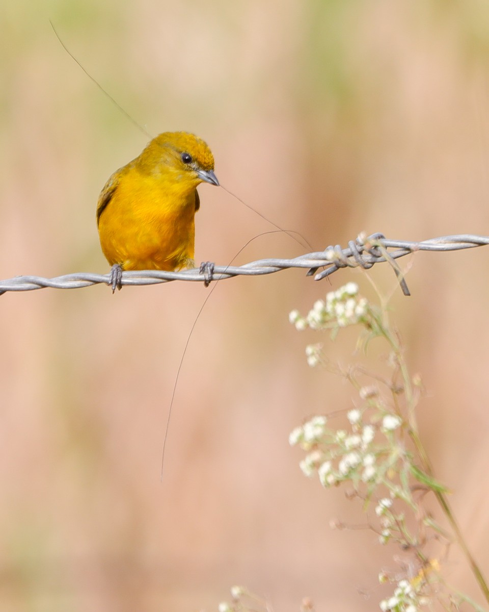 Orange-crowned Euphonia - Matthew Douglas Gable