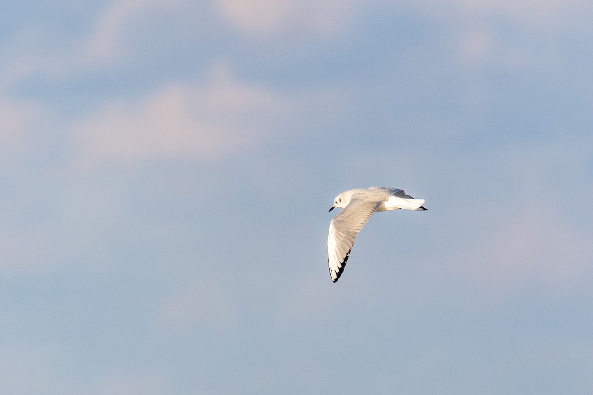 Mouette de Bonaparte - ML615077792